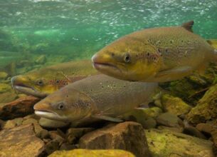 salmones atlanticos