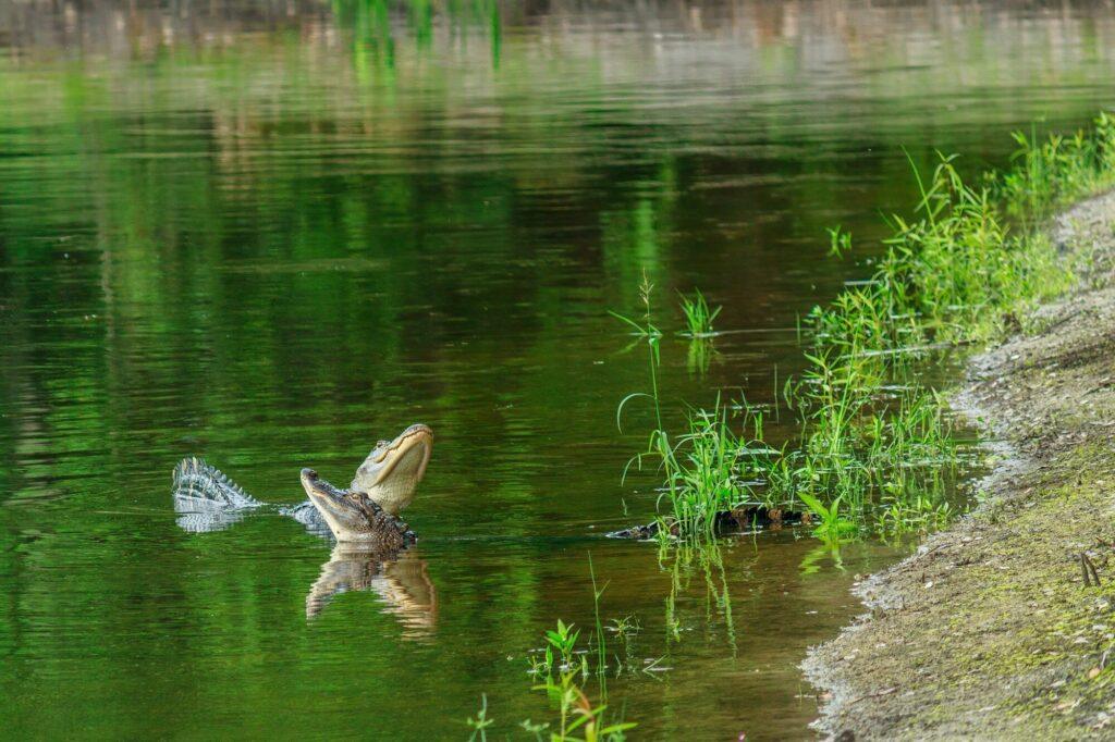 Biodiversidad fluvial Por qué cada especie cuenta en la salud del río