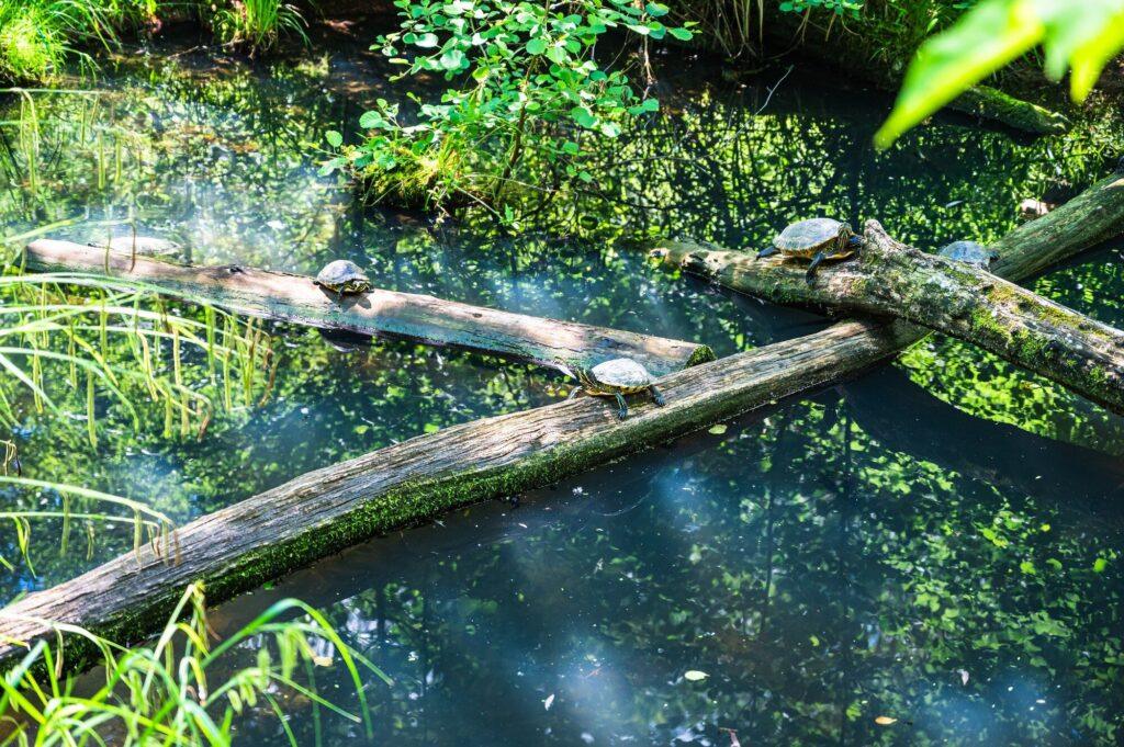 Conservación de ecosistemas acuáticos Guía completa para particulares