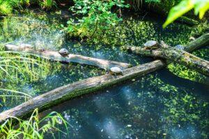 Conservación de ecosistemas acuáticos Guía completa para particulares